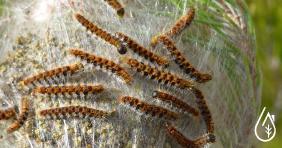 Everything you need to know to get rid of processionary caterpillars.