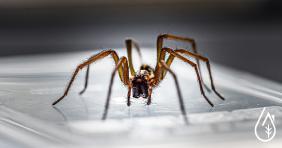 How do I prevent spiders from invading my house?
