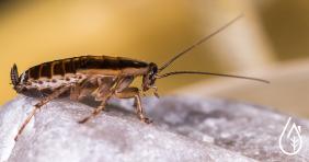 How to protect your home against cockroaches and roaches?