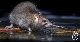 Solutions to combat rodents: Rats, Mice, Field mice, Voles, Dormouse.