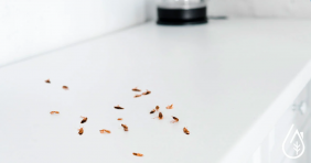 10 pests in a kitchen - how to get rid of them?