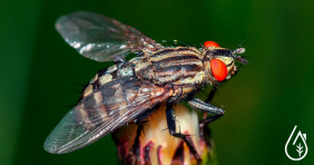 Flies in Summer: Don't Let Them Ruin Your Life!