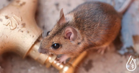 How do you know if you are overrun by mice?