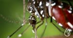 Los mosquitos tigre están aquí: ¿cómo deshacerse de ellos?