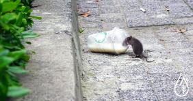 ¿Por qué hay tantas ratas en las grandes ciudades?