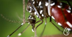 Los mosquitos tigre están aquí: ¿cómo deshacerse de ellos?