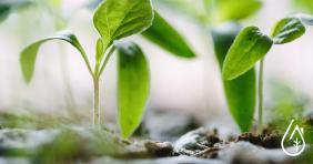 ¿Por qué utilizar fertilizantes naturales en tu jardín?