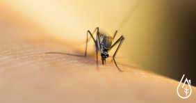 Invasión de mosquitos: ¿cómo evitarla?