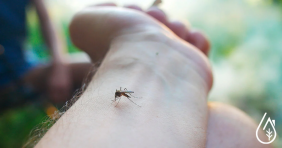 Vida útil de los mosquitos: ¿cuánto tiempo viven?