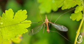 10 cosas que probablemente no sabías sobre los mosquitos.