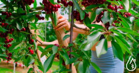 ¿Cómo proteger tus árboles frutales de las plagas?