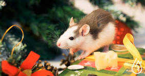 Rat sur les cadeaux de Noël devant le sapin.